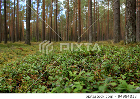 wild green pine tree forest wild green pine tree forest 94984818