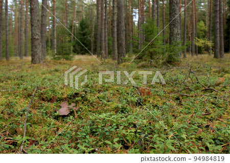 wild green pine tree forest wild green pine tree forest 94984819