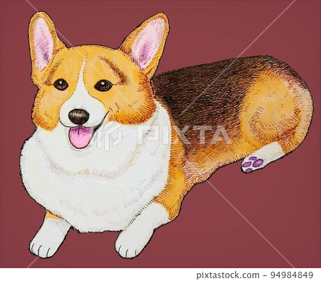 Fun tri-color corgi lying down Fun tri-color corgi lying down 94984849