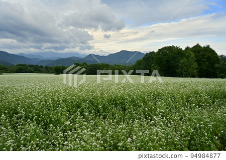 Buckwheat field where flowers bloom in Aizu Kogen Takaehara 94984877