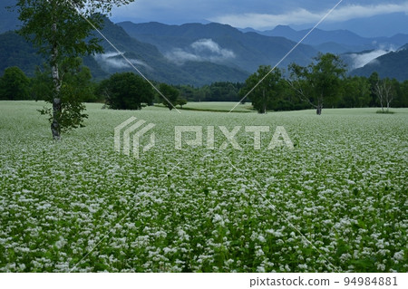 Buckwheat field where flowers bloom in Aizu Kogen Takaehara 94984881