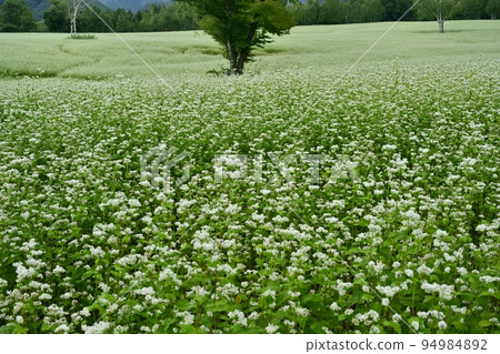 Buckwheat field where flowers bloom in Aizu Kogen Takaehara Buckwheat field where flowers bloom in Aizu Kogen Takaehara 94984892