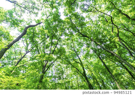 Fresh green and sunbeams Fresh green and sunbeams 94985121