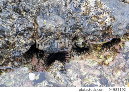 A poisonous gazelle lurking in the crevices of rocks A poisonous gazelle lurking in the crevices of rocks 94985192