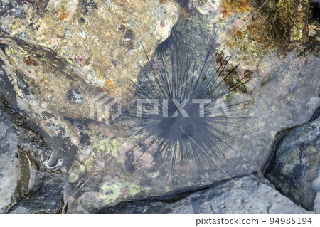 A poisonous gazelle lurking in the crevices of rocks A poisonous gazelle lurking in the crevices of rocks 94985194