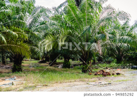 油棕櫚 94985292