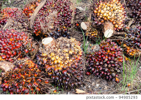 油棕果實 94985293