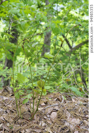 Kudzu Kudzu 94985355