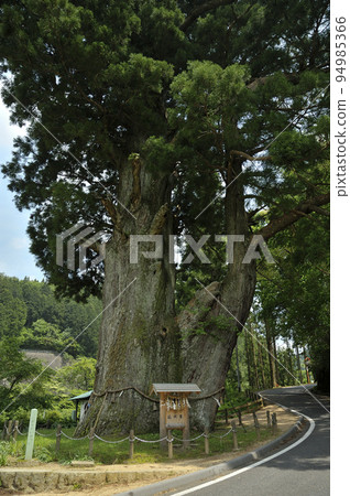 Tsukasa's cedar Tsukasa's cedar 94985366