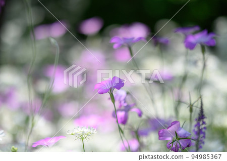 Agrostenma Agrostenma 94985367