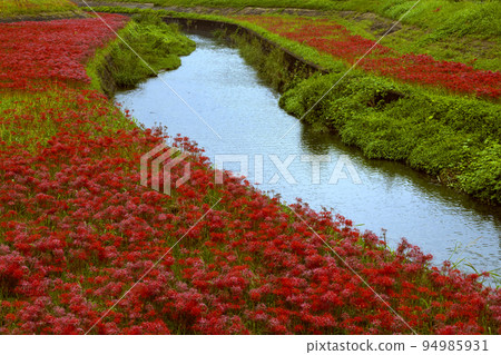 箭頭勝川的群集孤挺花 94985931