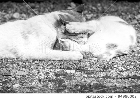 小貓在春天玩耍~赤壁和米尼拉 94986002