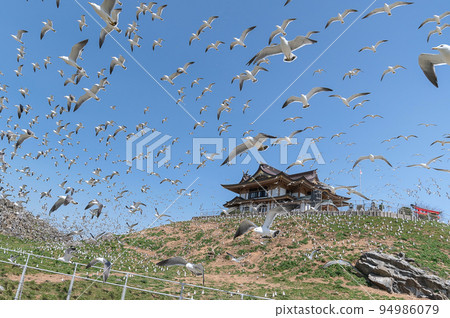 [Kabushima, Hachinohe City, Aomori Prefecture] Spring in the breeding grounds for black-tailed gulls. Black-tailed gulls taking off all at once 94986079
