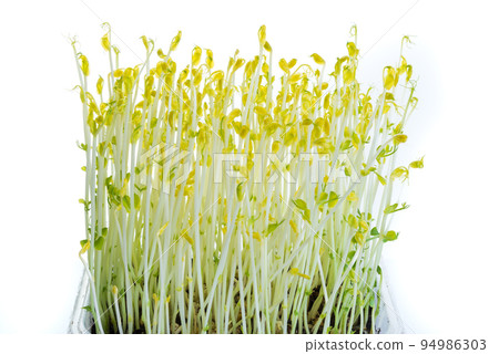 pea shoots grown in darkness for extra crispiness used in salad pea shoots grown in darkness for extra crispiness used in salad 94986303