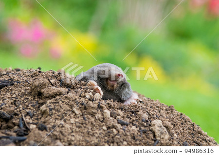 European mole crawling out of molehill above ground, showing strong front feet used for digging underground tunnels European mole crawling out of molehill above ground, showing strong front feet used for digging underground tunnels 94986316