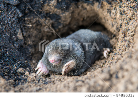 European mole emerging from its tunnel in the mole hill 94986332