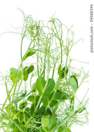 pea shoots with tendrils lying flat, isolated on white pea shoots with tendrils lying flat, isolated on white 94986344