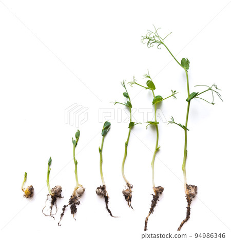 pea sprouts in different grown stages lined up in a row, isolated on white 94986346