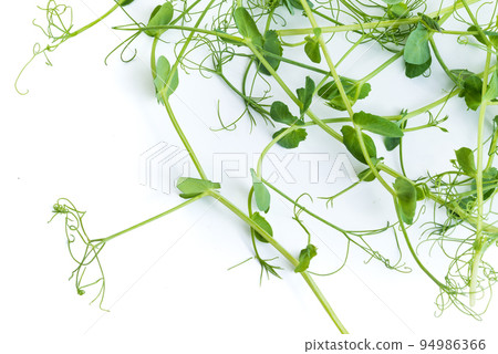 pea shoots with tendrils lying flat, isolated on white 94986366