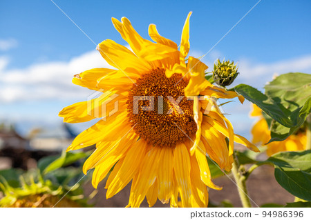 A beautiful sunflower with long yellow petals in the field. A beautiful sunflower with long yellow petals in the field. 94986396