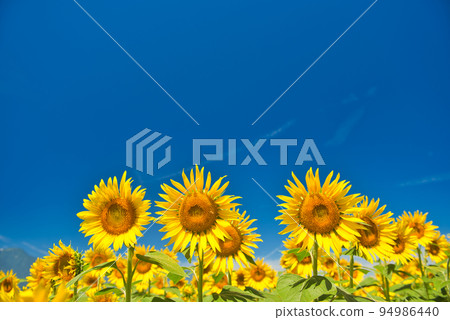 A sunflower of Akeno A sunflower of Akeno 94986440