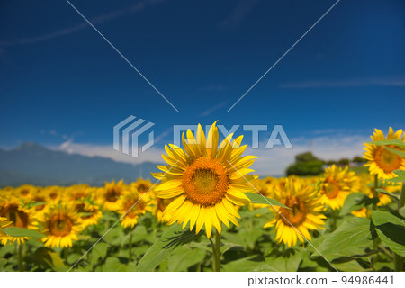 A sunflower of Akeno A sunflower of Akeno 94986441