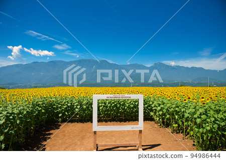 A sunflower of Akeno 94986444