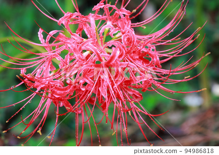 入田柳林四萬十叢中的孤挺花 94986818