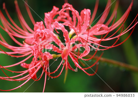 Cluster amaryllis in the Irita willow forest Shimanto 94986833