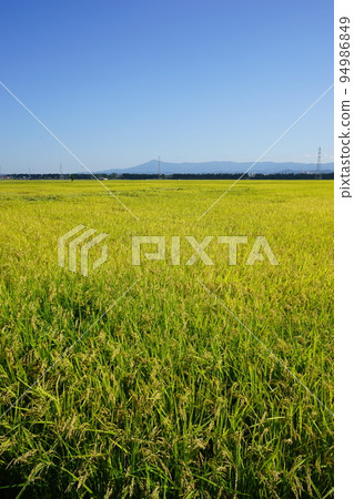 瀧澤水田 瀧澤水田 94986849