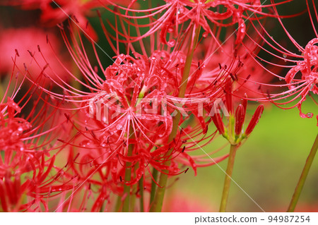 Cluster amaryllis in the Irita willow forest Shimanto 94987254