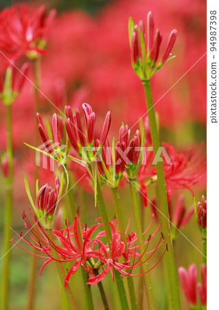 A cluster amaryllis that began to bloom 94987398