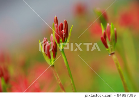 A cluster amaryllis that began to bloom A cluster amaryllis that began to bloom 94987399