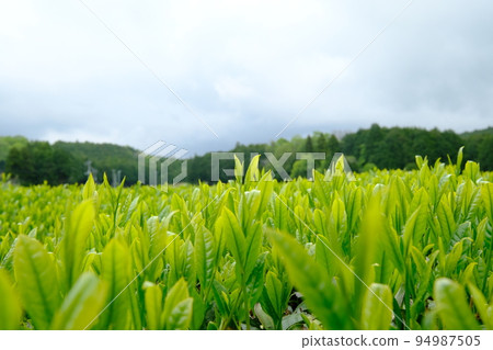 茶田和多雲的天空景觀 94987505