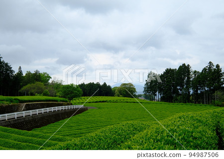 茶田和多雲的天空景觀 茶田和多雲的天空景觀 94987506