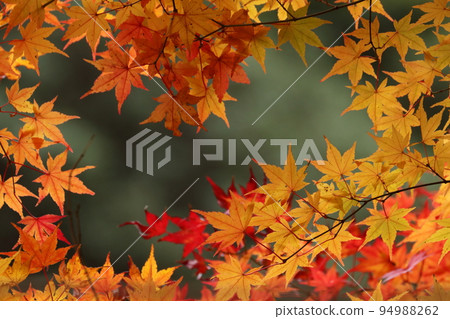 Yellow leaves 94988262