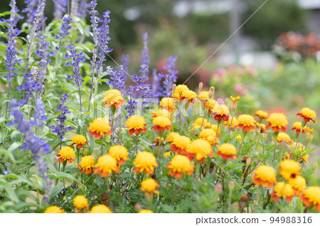French lavender blooming in spring flower bed 94988316