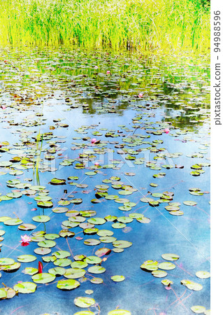 Water lily flower reflecting the blue sky 94988596