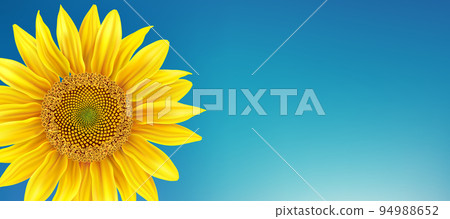 Beautiful yellow Sunflower on blue background -... - Stock Illustration ...
