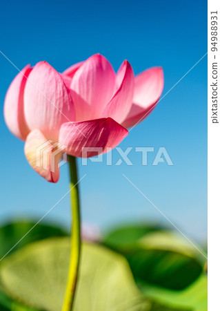 A pink lotus flower sways in the wind. Against the background of their green leaves. Lotus field on the lake in natural environment. A pink lotus flower sways in the wind. Against the background of their green leaves. Lotus field on the lake in natural environment. 94988931