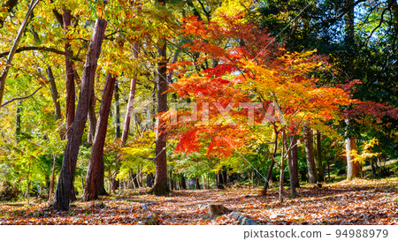 Nagatoro Valley (Autumn): Autumn leaves of Tsukinoishi Momiji Park 94988979