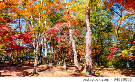 長瀞溪谷（秋季）：月之石紅葉公園的紅葉 94989096