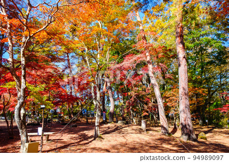 Nagatoro Valley (Autumn): Autumn leaves of Tsukinoishi Momiji Park Nagatoro Valley (Autumn): Autumn leaves of Tsukinoishi Momiji Park 94989097