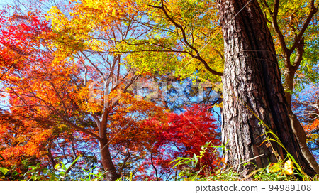 長瀞溪谷（秋季）：月之石紅葉公園的紅葉 94989108