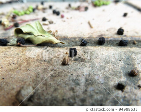 caterpillar poop 94989633