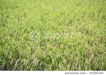Rice farming along the Onda River in autumn Rice farming along the Onda River in autumn 94990164