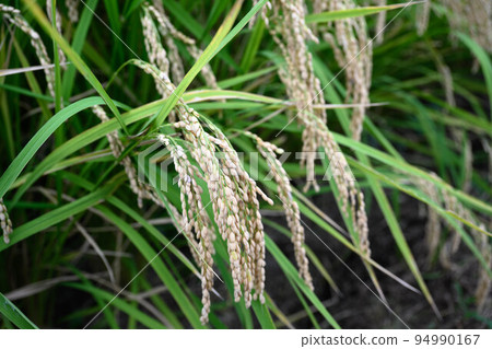 Rice farming along the Onda River in autumn Rice farming along the Onda River in autumn 94990167