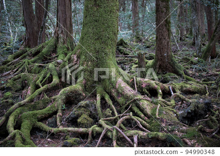 trees in jukai 94990348
