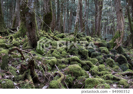 Aokigahara Jukai　 94990352