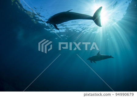 野生海豚和陽光 野生海豚和陽光 94990679
